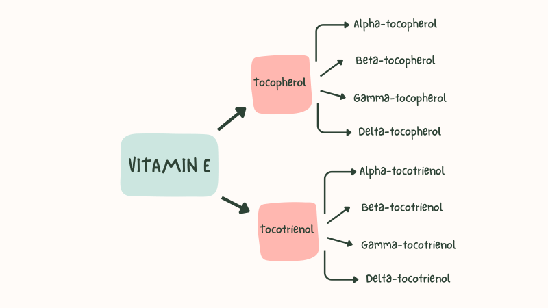 8 loại vitamin E