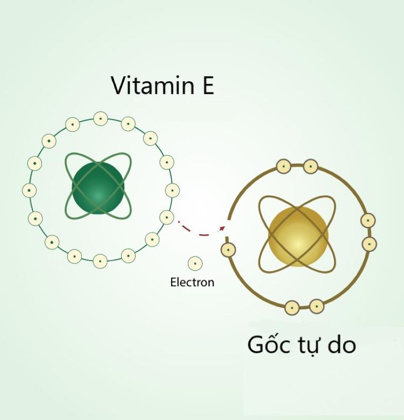 Tác dụng của vitamin E là chuyển nhượng electron cho gốc tự do